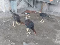 Chickens — 5-rasm