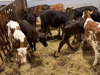 بقرة, Simmental cattle — الصورة 2