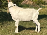 Keçi, Saanen goat — foto 2