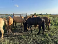 घोड़ी, Horse breed — फ़ोटो 4