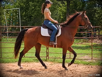 Stute, Standardbred — Foto 1