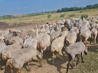 Oveja, Ovejas — foto 1