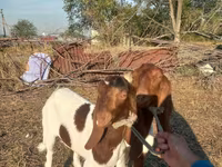 Dişi keçi, Kamori goats — foto 4