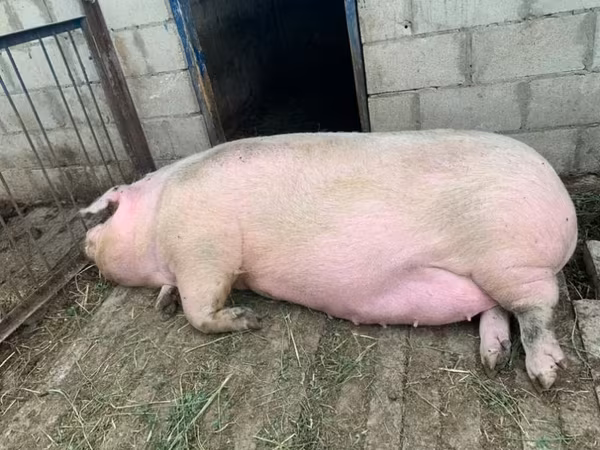 Sow, Pigs