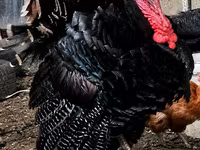 Turkeys — foto 1