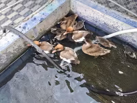 Ducks — фото 1