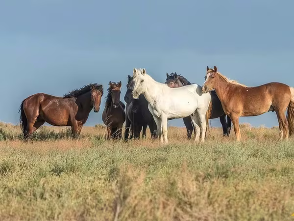 Pferde (Partie, Geschlecht nicht angegeben), Horse breed — Kasachstan