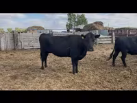 Cow, Aberdeen-Angus — photo 1