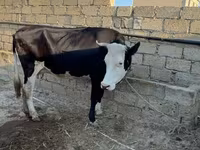 Vaca, Raza rojo-moteada — foto 3