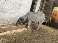 Ziegenbock, Alpine goat — Foto 4