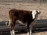 母牛, Latvian Blue cattle — 照片 7