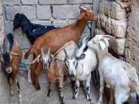 Dişi keçi, Alpine goat — foto 4