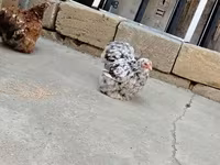 Chickens — फ़ोटो 6