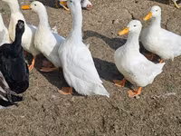 Deutscher Pekin — Foto 1