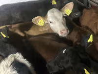 İribuynuzlu mal-qara (partiya, cinsi göstərilməyib), Simmental cattle — foto 4