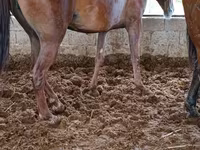 Stute, Horse breed — Foto 5