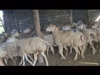 Oveja, Ovejas — foto 1