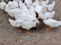 Nemis Pekin — 7-rasm