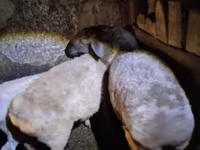 母羊, Adal sheep — 照片 3