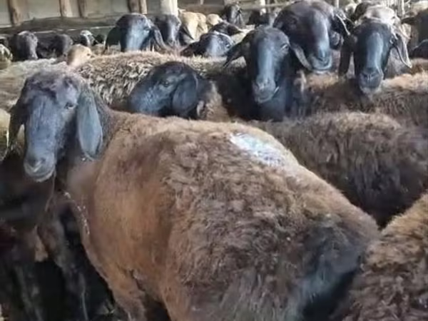 Schaf, Schafe