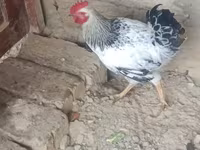 Chickens — Foto 3