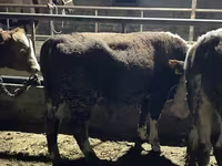 Buğa, Latvian Blue cattle — foto 4