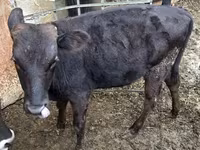 Bulle, Aberdeen-Angus — Foto 1
