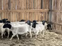 Oveja, Ovejas — foto 4