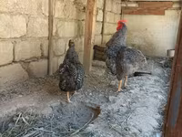 Gallina eslovena barrada — foto 3