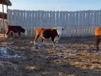 Kuh, Yaroslavl cattle — Foto 6