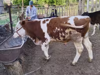 Bulle, Simmental cattle — Foto 8