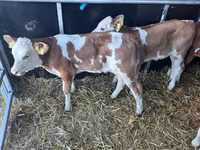 Rinder (Partie, Geschlecht nicht angegeben), Simmental cattle — Foto 3