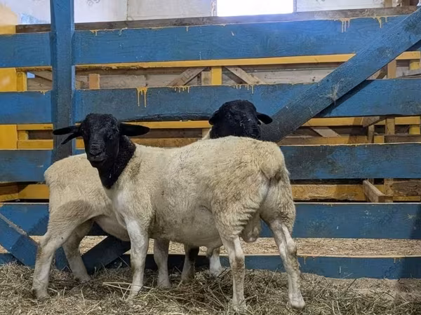 Carnero, Suffolk sheep