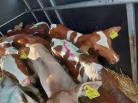 Bulle, Simmental cattle — Foto 3