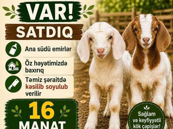Keçilər (partiya, cinsi göstərilməyib), Keçilər — Azərbaycan