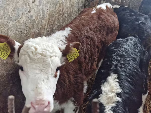 Rinder (Partie, Geschlecht nicht angegeben), Hereford