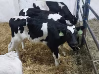 ثور, Russian Black pied cattle — الصورة 1