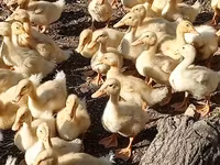 Ducks — Foto 1