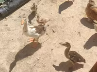 Geese — Foto 4