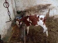 Bulle, Simmental cattle — Foto 2