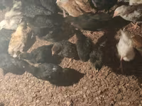 Chickens — foto 2