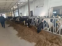 Kuh, Holstein-Rasse — Foto 6