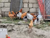 Chickens — 4-сурет