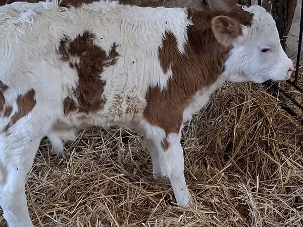 Bulle, Simmental cattle