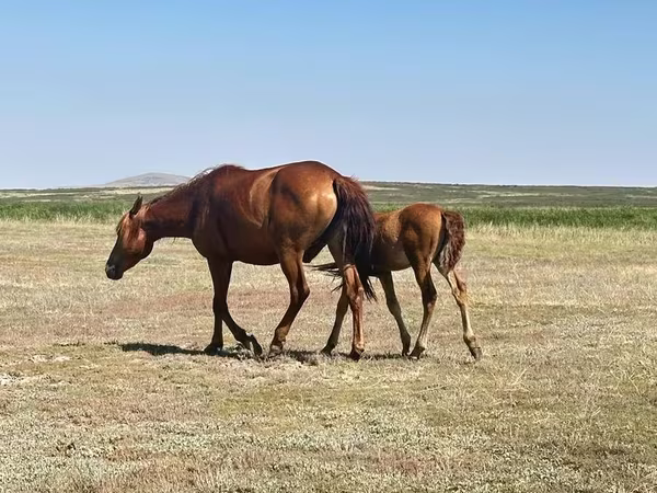 Stute, Kazakh horse