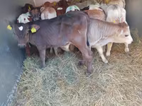 Toro, Simmental cattle — foto 1