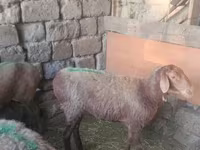 كبش, الأغنام — الصورة 2