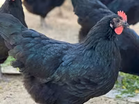 Australorp — Foto 4
