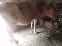 गाय, मवेशी — फ़ोटो 4