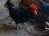 Australian Pit Game fowl — Foto 4